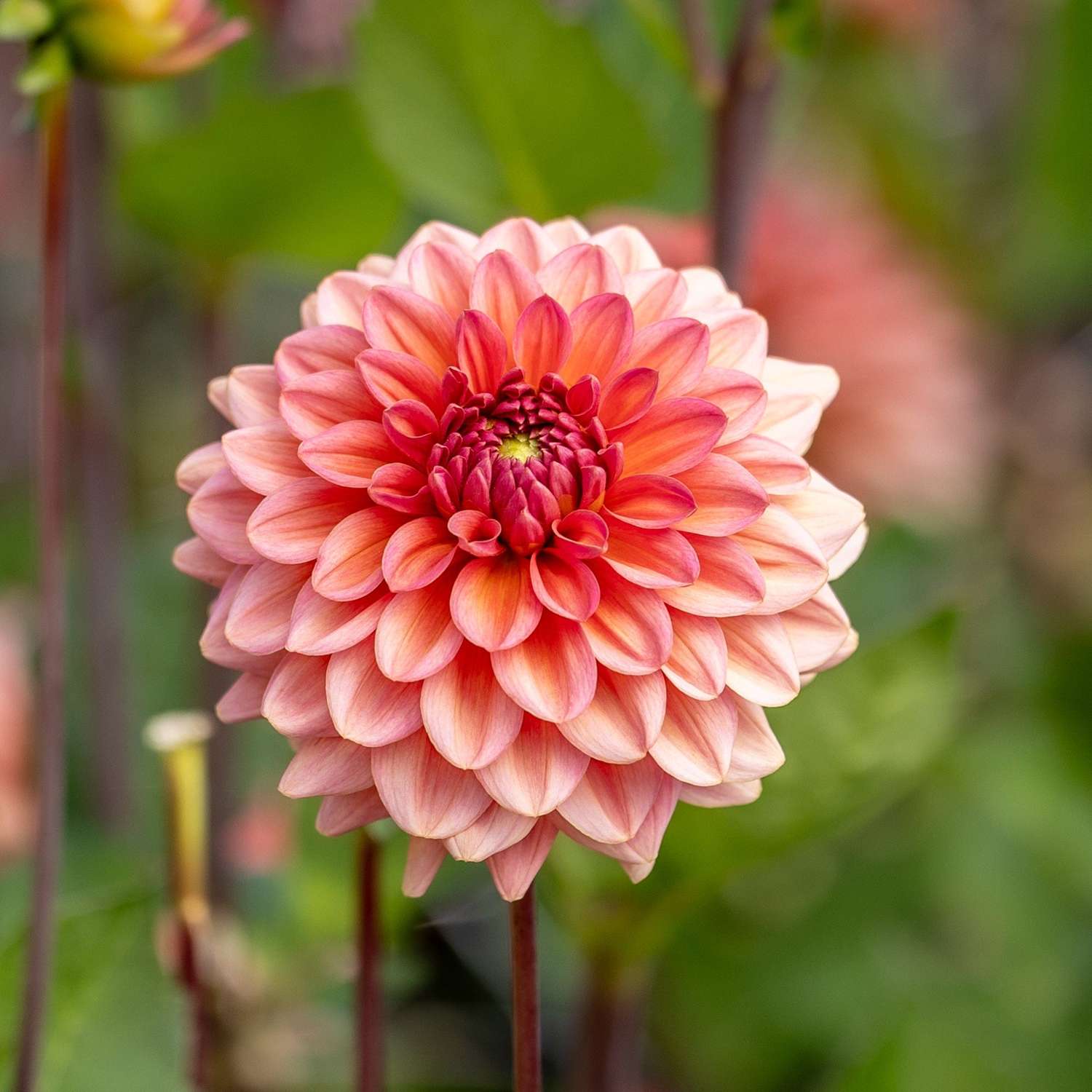 Dahlia 'Salmon Runner'